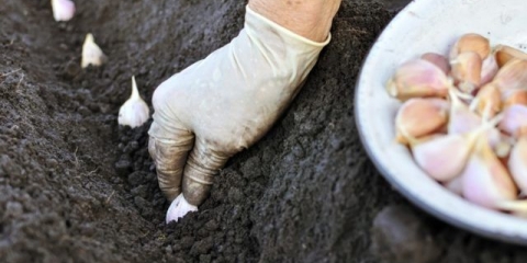 Da li je moguće saditi beli luk sa ili posle šargarepe